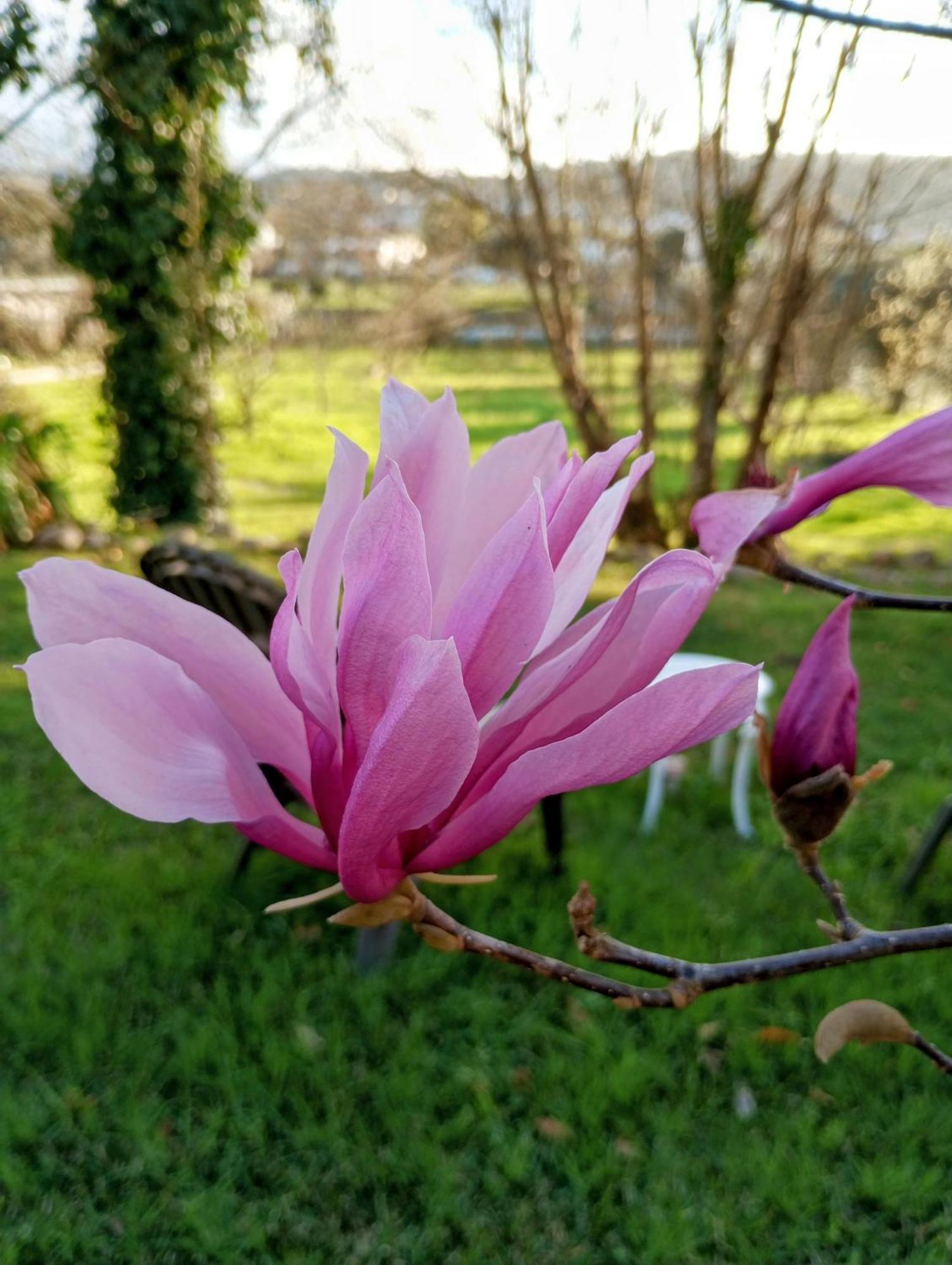 לאוסה Magnolias Cottage מראה חיצוני תמונה