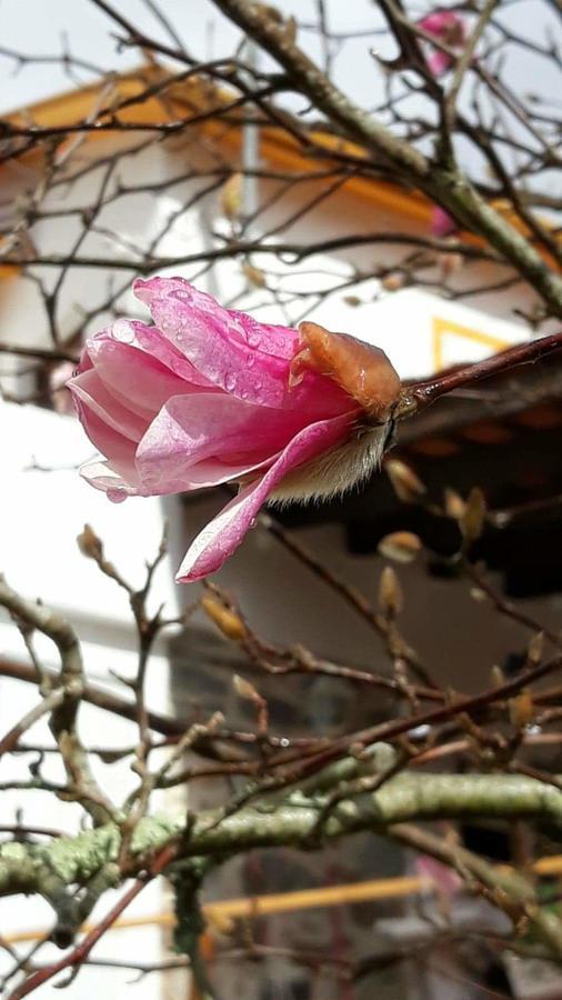 לאוסה Magnolias Cottage מראה חיצוני תמונה